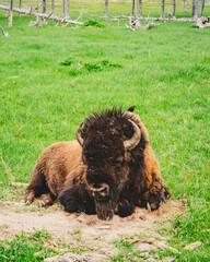 Serenity in Yellowstone: Buffalo Resting on Lush Green Grass with Bird Perched on Its Head