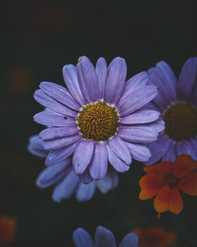 Velvet Flower Blossom Dark Moody. High quality photo
