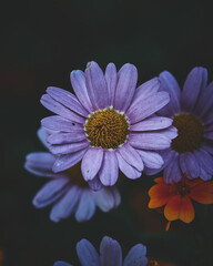 Velvet Flower Blossom Dark Moody. High quality photo