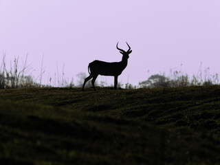 Kudu