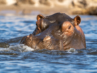 Fototapeta premium Flusspferd