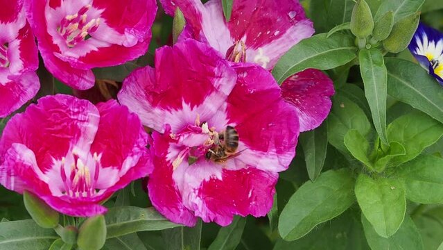 Bee collecting nectar and pollen from the stamens of a Clarkia flower. Colorful pink Godetia flower in a botanical garden. Bee landing on a plant.