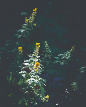 Flower Moody Green macro. High quality photo