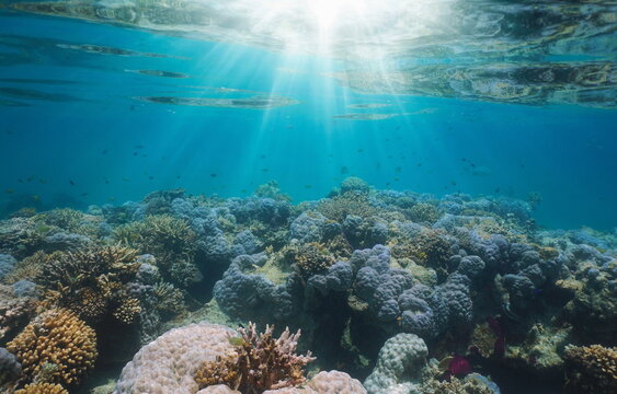 Underwater sunlight on a coral reef in the south Pacific ocean, natural scene, New Caledonia, Oceania