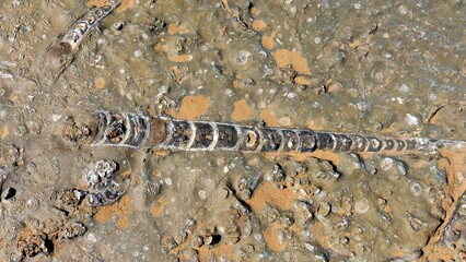 Petrified fossil in the Moroccan desert. Marine animal fossils