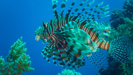 Common lionfish (Pterois volitans), Fish hunt and swim over a coral reef. Red Sea