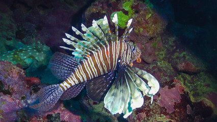 Common lionfish (Pterois volitans), Fish hunt and swim over a coral reef. Red Sea
