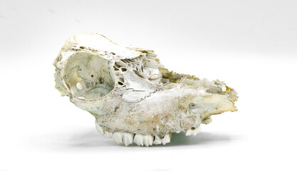 white tailed deer - Odocoileus virginianus - old remains of skull bone found in the woods, isolated on white background side profile view showing sutures