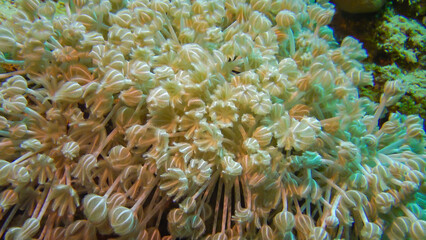 Fototapeta na wymiar Soft coral polyps on coral reef Elfin Ston catch plankton, Red Sea, Egypt