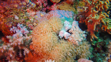 Fototapeta na wymiar Soft coral polyps on coral reef Elfin Ston catch plankton, Red Sea