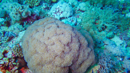 Brain coral catches plankton on a coral rif in the Red Sea. Marsa Alam