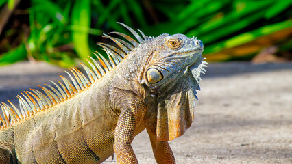 A beautiful portrait of an iguana in profile. Exotic iguana. Iguana portrait