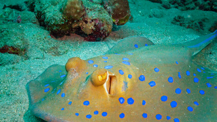 (Taeniura lymma) Bluespotted ribbontail ray lies on sand or floats among corals on a reef in the...