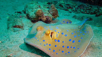 (Taeniura lymma) Bluespotted ribbontail ray lies on sand or floats among corals on a reef in the...