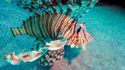 Common lionfish (Pterois volitans), Fish hunt and swim over a coral reef. Red Sea