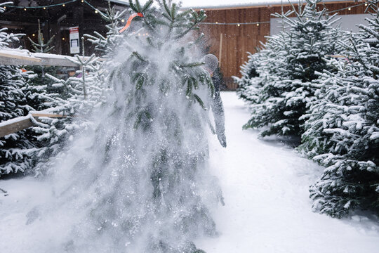 Man shake off snow from Christmas tree. Outdoor fir tree market. Snowy winter day. Packing trees