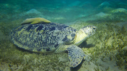 Obraz premium Hawksbill sea turtle (Eretmochelys imbricata) or Green sea turtle (Chelonia mydas) eating seaweed on the seabed