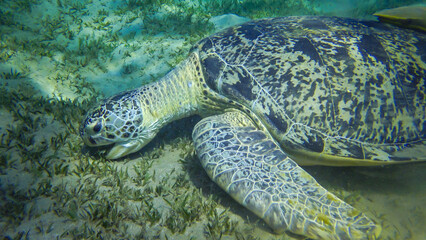 Fototapeta premium Green sea turtle (Chelonia mydas) eating seaweed on the seabed