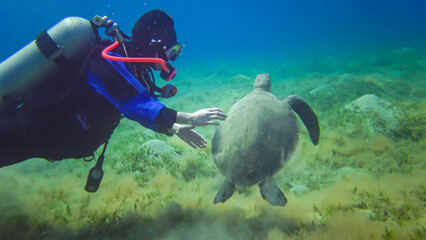 Hawksbill sea turtle (Eretmochelys imbricata) or Green sea turtle (Chelonia mydas)