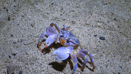 Red Sea ghost crab (Ocypode saratan), crab runs along the sand, burrows in the sand
