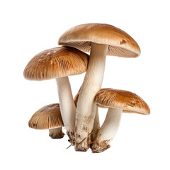 Culinary mushrooms in an isolated and transparent PNG in a Food-themed, photorealistic illustration. Generative ai