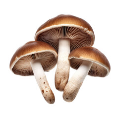 Culinary mushrooms in an isolated and transparent PNG in a Food-themed, photorealistic illustration. Generative ai