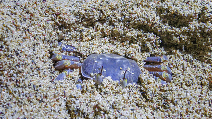Red Sea ghost crab (Ocypode saratan), crab runs along the sand, burrows in the sand