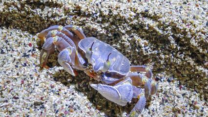 Red Sea ghost crab (Ocypode saratan), crab runs along the sand, burrows in the sand