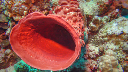 Large pink sponge on a colorful coral reef in the Red Sea