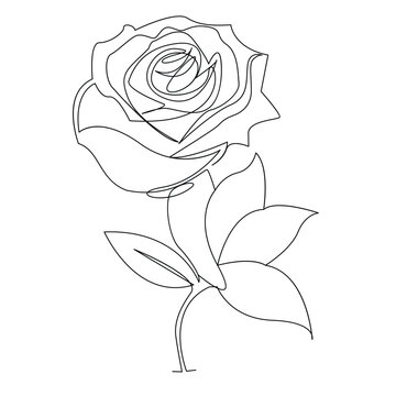 Continuous one line rose flower  outline vector art drawing