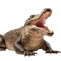 an American alligator (Alligator mississippiensis) with open mouth and full body 3/4 view in a Wildlife-themed, photorealistic illustration in a PNG format, cutout, and isolated.  Generative ai