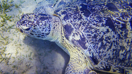 Green sea turtle (Chelonia mydas) eating seaweed on the seabed