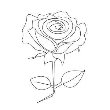 Continuous one line rose flower  outline vector art drawing