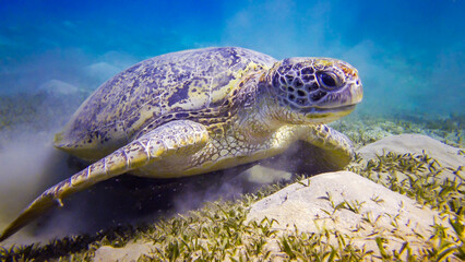 Green sea turtle (Chelonia mydas) eating seaweed on the seabed
