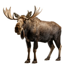 Obraz premium a Bull Moose standing in a 3/4 view, full body as an isolated and transparent PNG in a Nature-themed, photorealistic illustration. Generative ai