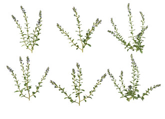 3D render variety of flowers on transparent background