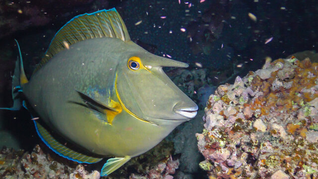 Shot-nose unicomfish (Naso unicornis), Fish at night slowly swims over the reef. Red Sea