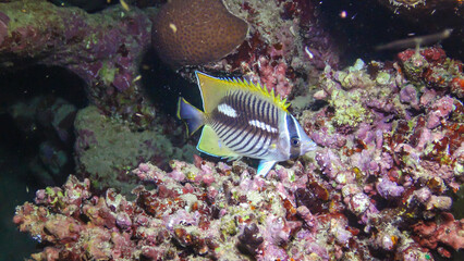 Fototapeta na wymiar Chevron Butterflyfish, Chaetodon trifascialis - fish swims among the corals on the reef