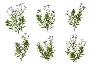 3D render variety of flowers on transparent background