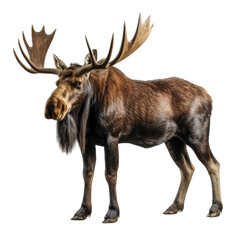 a bull moose standing 3/4 view in an isolated and transparent PNG in a Wildlife-themed, photorealistic illustration. Generative ai