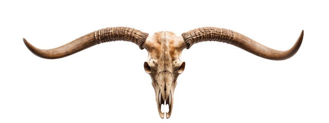 Fototapeta premium a Longhorn bull skull with horns, a front view in an isolated and transparent PNG in a Cattle-themed, photorealistic illustration. Generative ai