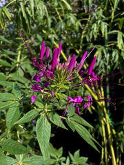 lila Spinnenblume Blüte, Cleome spinosa, mit Cannabis ähnlichem Duft