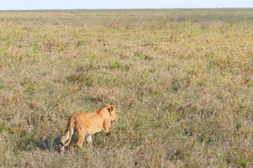 Lion cub (Panthera leo) walking in savannah in Serengeti national park, Tanzania