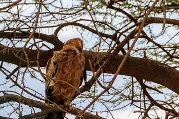Tawny eagle (Aquila rapax) on a tree in Serengeti national park, Tanzania