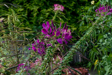 lila Spinnenblume Blüte, Cleome spinosa, mit Cannabis ähnlichem Duft