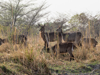 Kudu