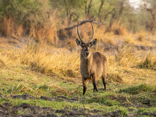 Kudu