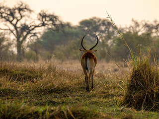Kudu