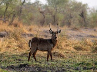 Kudu