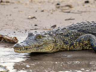 Krokodil